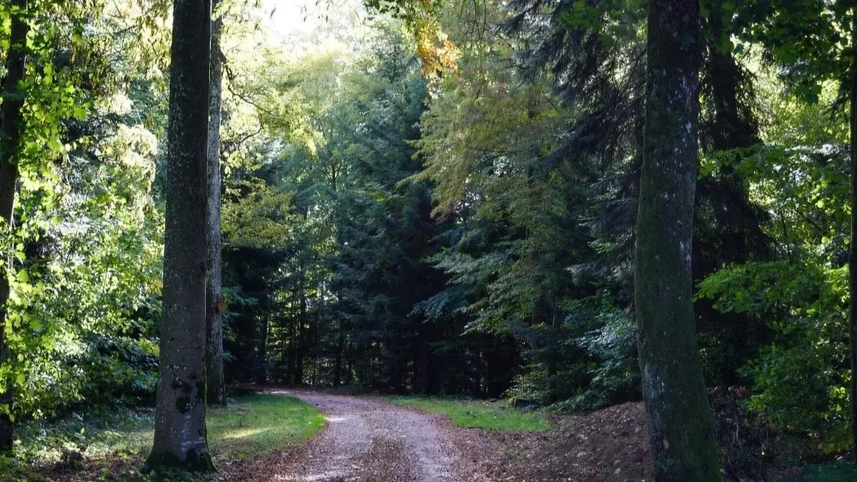 Chemin d'accès au camping nature du lac de Bouzey