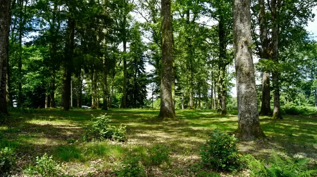 Emplacement de camping nature au bord du lac de Bouzey
